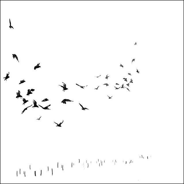 The Birds ~   MjYj