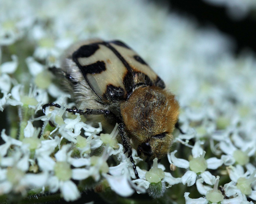 Bee beetle Trichius fasciatus (Scarabaeidae)