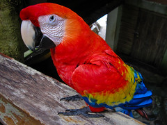 La Ceiba 16 - Parrot