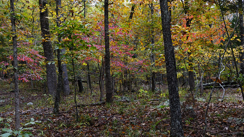 Ozark Forest by Don J Schulte, I am planning some last details for our trip into the Rockies in less than a month.  I am already ge