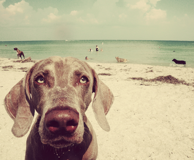 dog beachscape