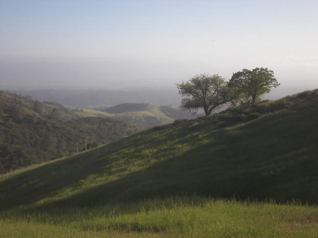 Two Trees, north of Santa Barbara, California, USA - Spring