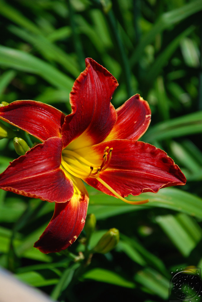 Daylily Of Fire | Chad Horwedel | Flickr