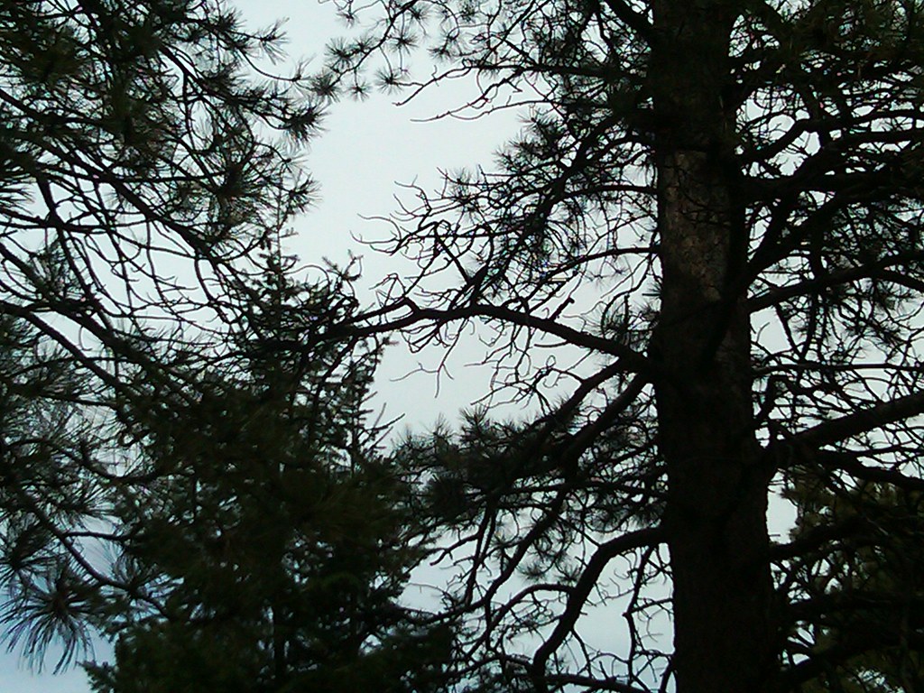 Elk Ridge Trail