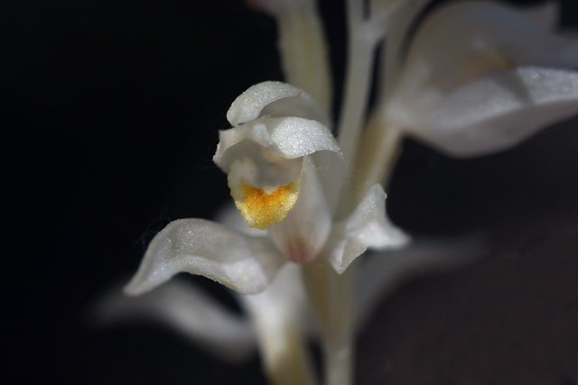 Phantom Orchid