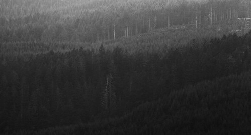 trees blackandwhite forest canon eos logging hills 7d 75300mm