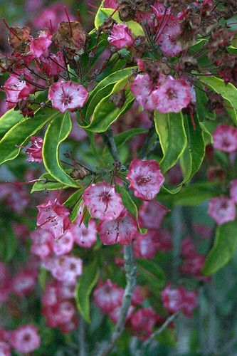 Pink Flowers | by Brleafty