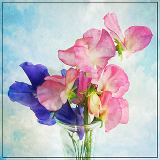 My Sweet Peas | my favourite flower that i grow every year f… | Flickr