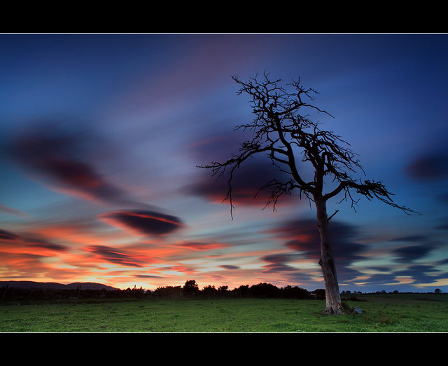 Stewart Tree - Sunset