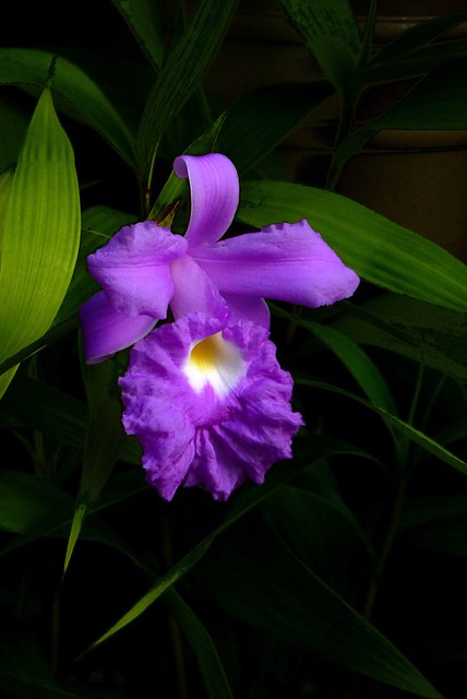 Sobralia rogersiana species orchid, new to the collection 7-10*