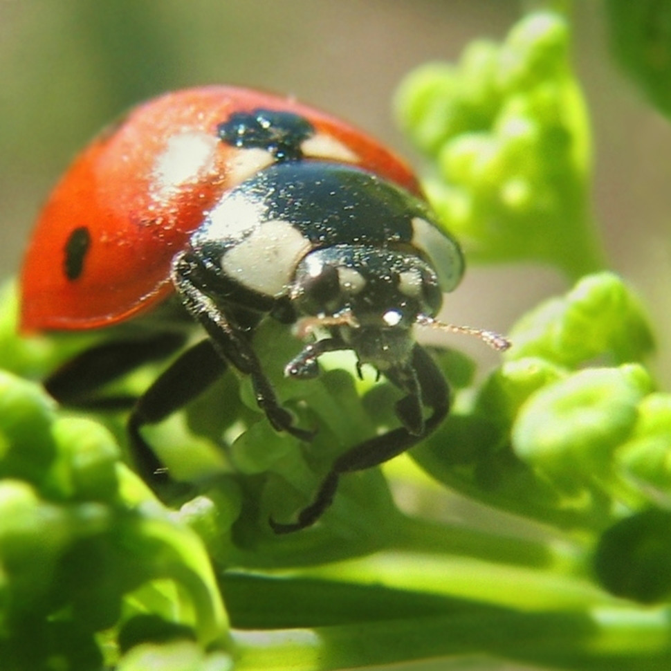 Eye-to-eye with a ladybug