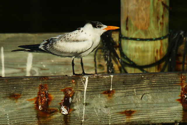 Royal Tern (Juvenile)