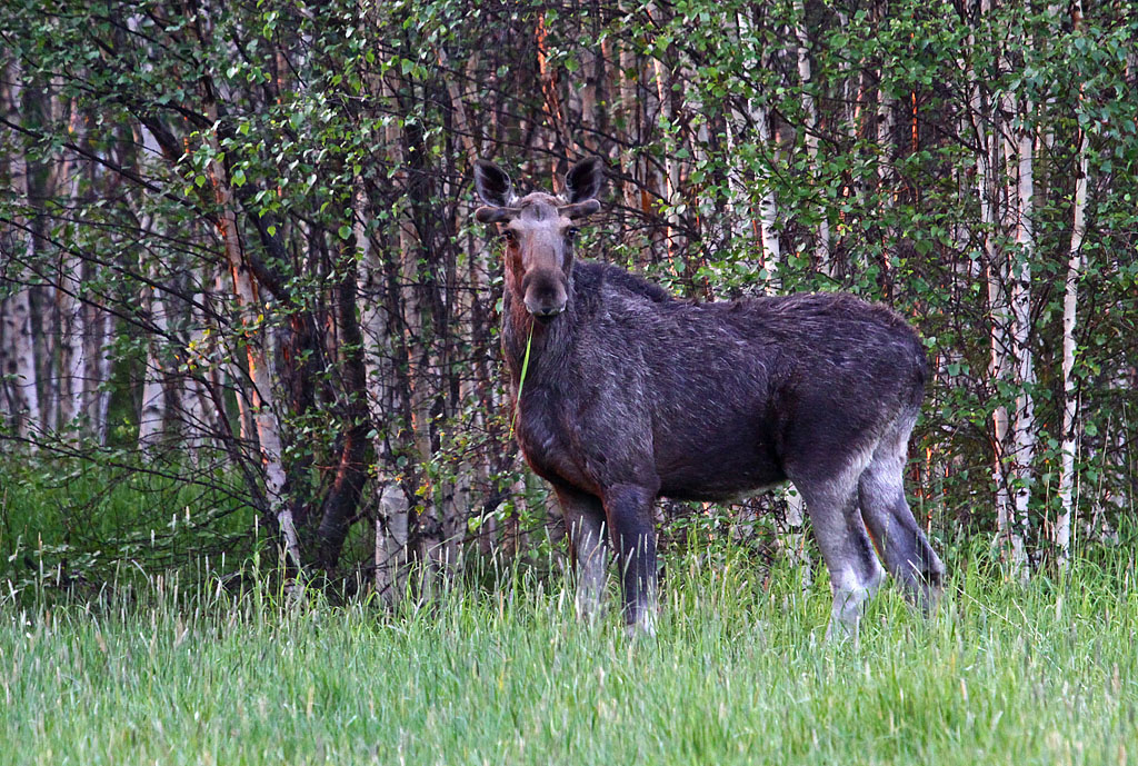 Swedish Moose - Mammals in Sweden