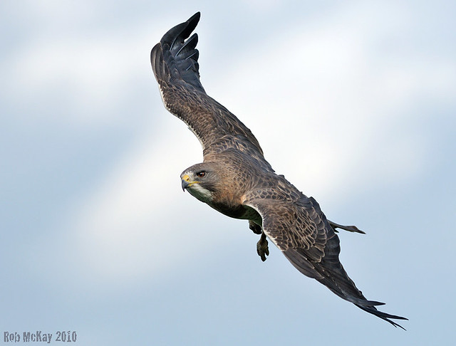 Adult Swainson's Hawk In-Flight