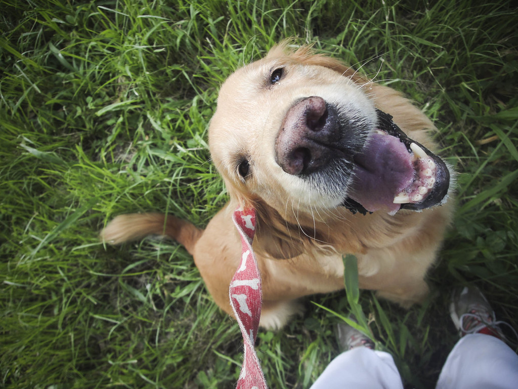 In our daily walks, I usually let her free without the le… | Flickr