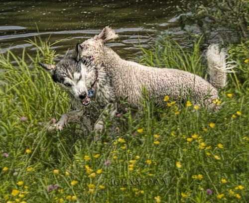 Dances with Wolves | by Johny Day