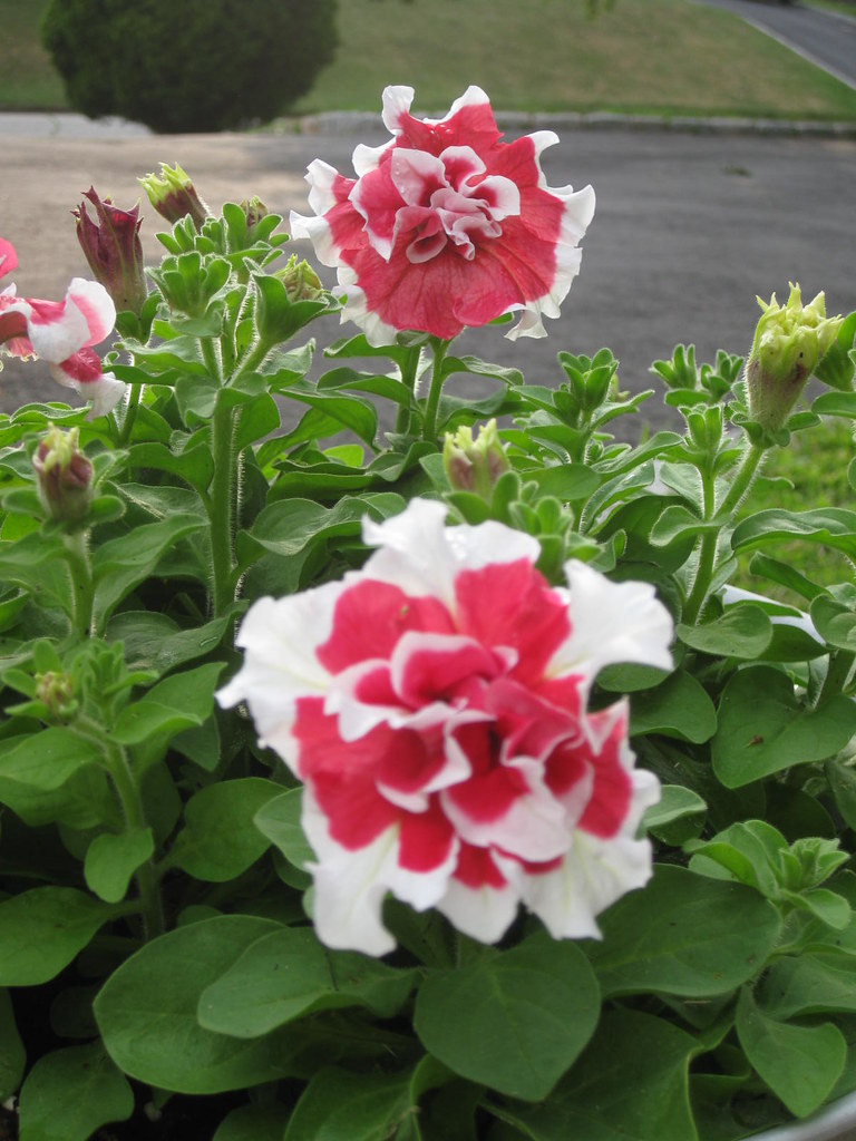 Frilly Double Petunias | I also grew these from seed. I like… | Flickr