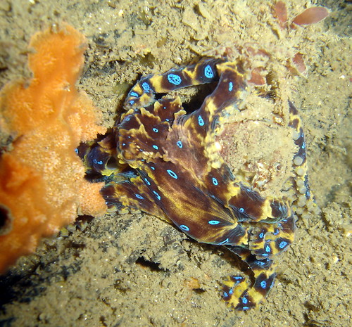 Blue Ring Octopus eating a crab | Hapalochlaena maculosa ...