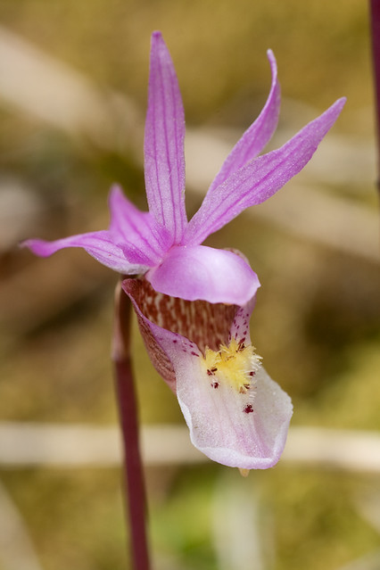 Calypso orchid