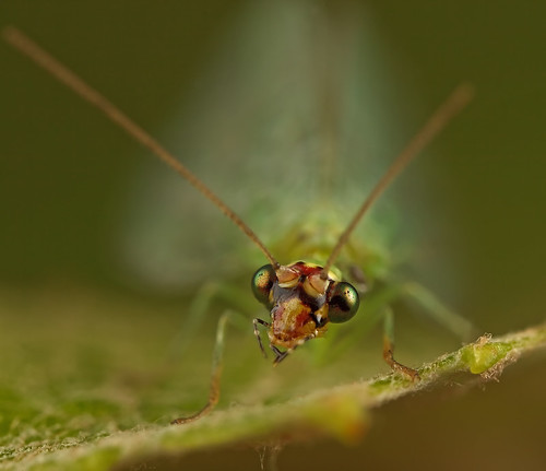 ... hello , my name is lacewing ... by liewwk - www.liewwkphoto.com