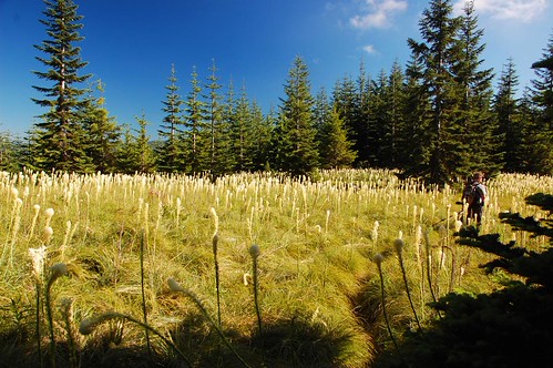Beargrass heaven by Just Peachy!, Whoa, that's a lot of beargrass! We had heard about this beargrass meadow and seen pictures of it on