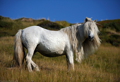 Yakutsk wild stallion | by Svetlana Petrova