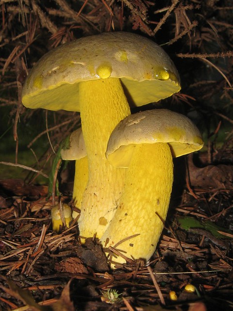 Mellow Yellow Mushrooms...