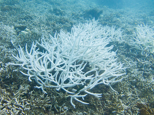 Bleached Staghorn Corals @ Twins | Photos taken with Morten … | Flickr