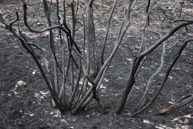 Burnt Heathland, Frensham