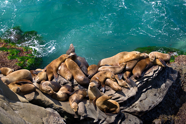 Herd of seals