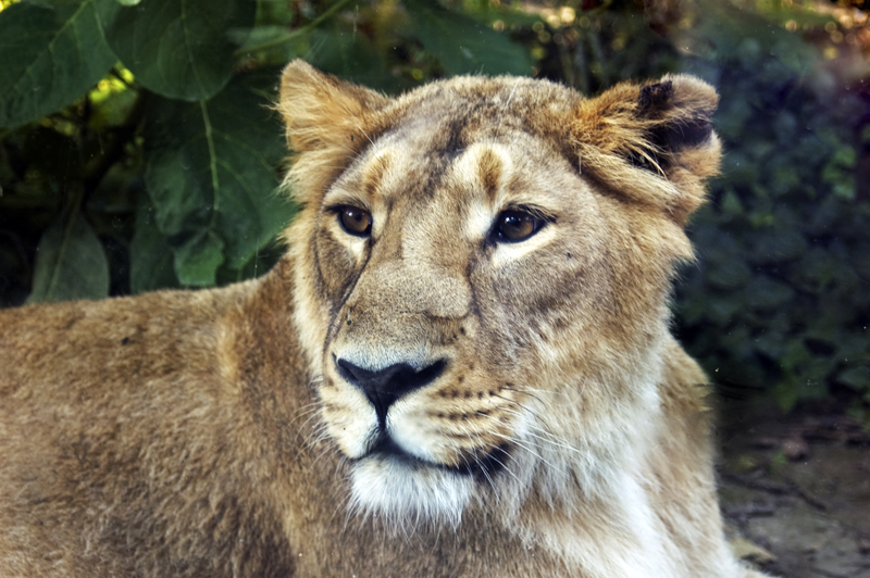 Lioness Budapest Zoo