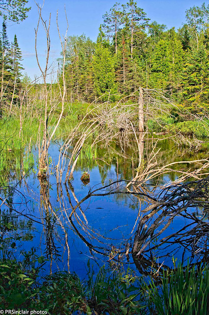Still pond reflection