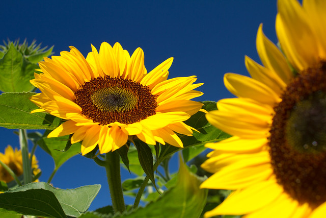 Sonneblume #7