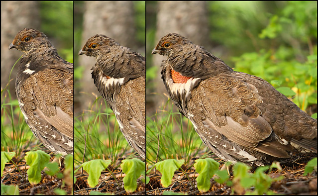 Courting sequence of Franklin's Spruce Grouse