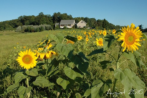 house sunflowers sunflower houseoutside