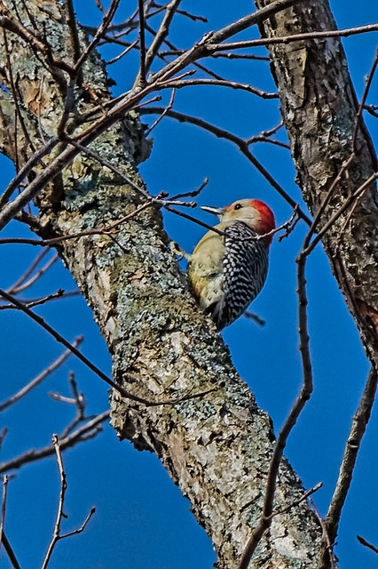 Long Hunter State Park - Female Red-Bellied Woodpecker