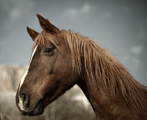 portrait horse caballo cheval retrato