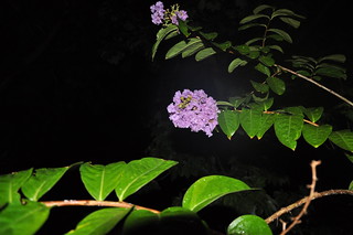 Crepe Myrtle at night