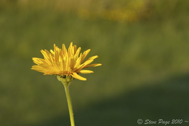 ~ False Sunflower ~