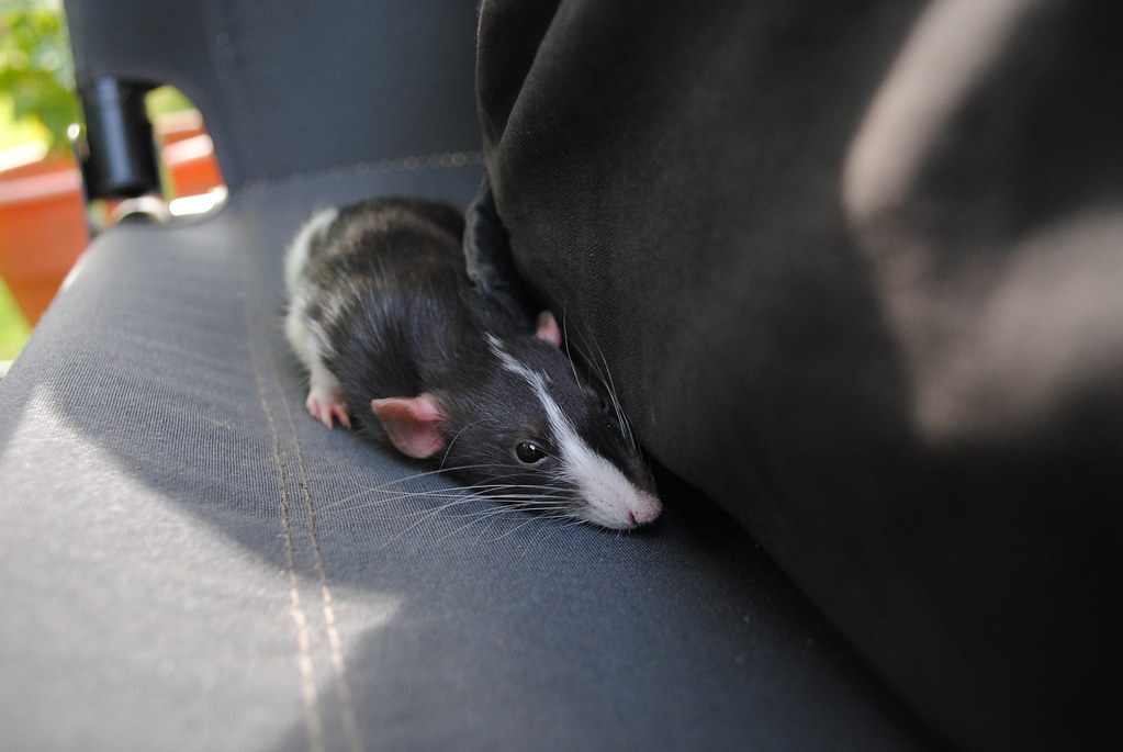 sleepy rat | grysn | Flickr
