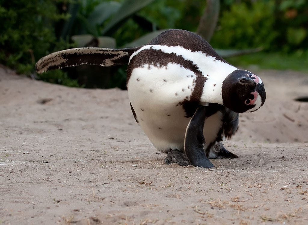 African Penguin - South Africa
