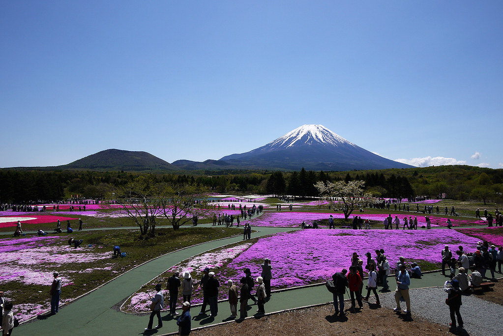 富士芝桜まつり Fuji Shibazakura Festival