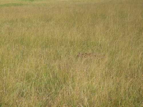 serval4