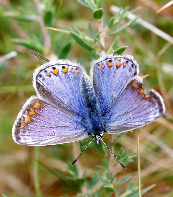 Commom blue Polyommatus icarus (Lycaenidae)