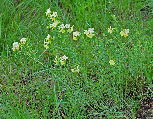 DSW_2759a by jerryoldenettel, Cobre Puccoon east of Lake Roberts, Grant Co., NM, 100725. Lithospermum cobrense.flower nm wildflowe