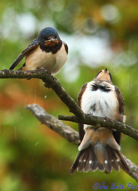 Swallows in the rain!