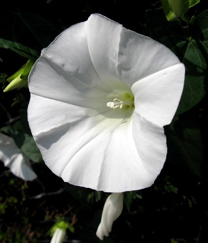 White Glory, Explore #480, August 14, 2010 by Puzzler4879