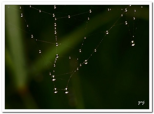 Clear Pearl Necklace by Yogendra174