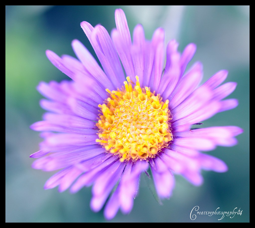 yellow & purple flower
