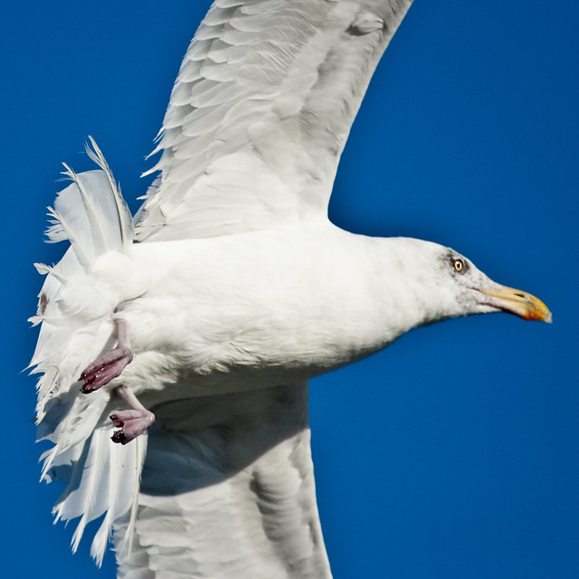 Gull Coming In For A Landing